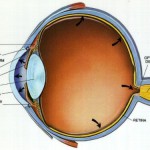 Открыта новая причина развития глаукомы